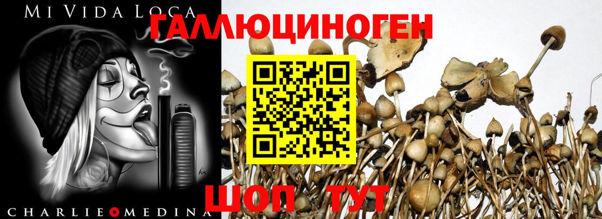 Галлюциногенные грибы MAGIC MUSHROOMS  Вход с VPN  Тимашёвск 